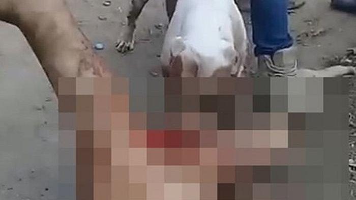 Anjing Pitbull Terkam Kemaluan Pemerkosa Hingga Putus!