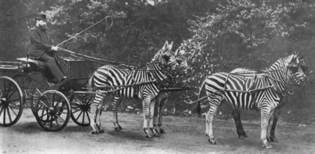 Zebra Tidak Pernah Menjadi Hewan Peliharaan
